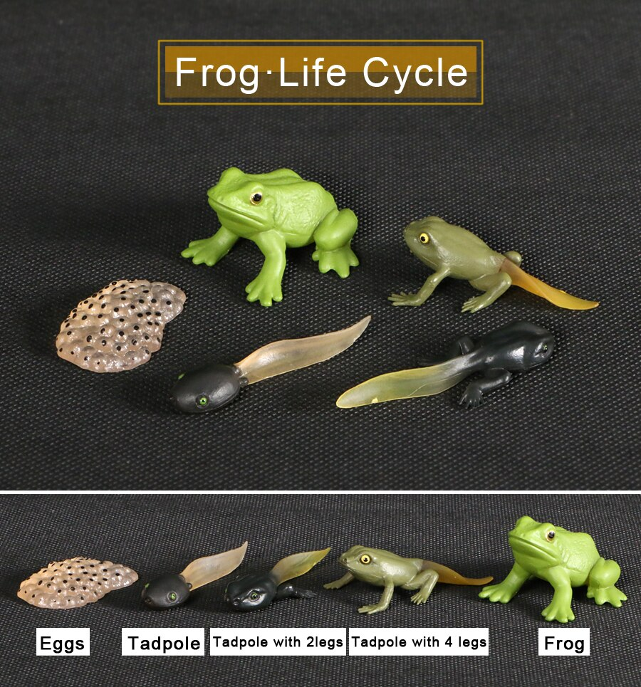 Frog best sale cycle country