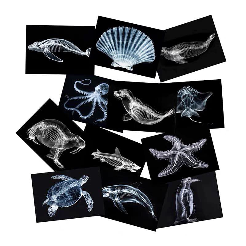 Educational Animal Human X Ray Images Animals Dinosaurs Insects  OR Anatomy Bone Picture Packs You Choose!