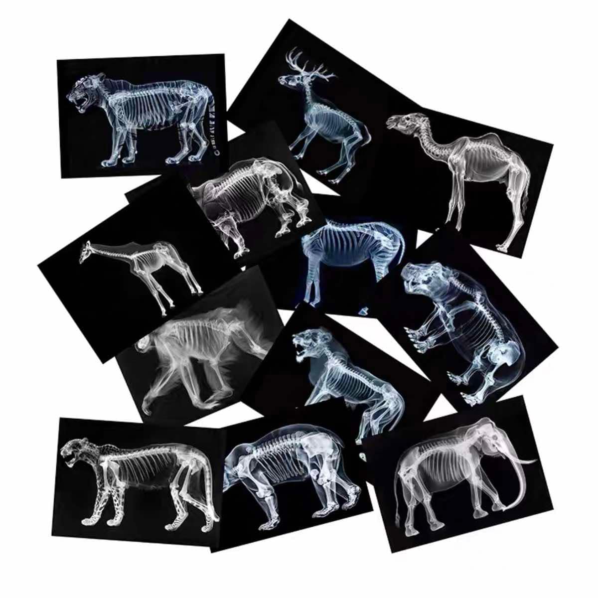 Educational Animal Human X Ray Images Animals Dinosaurs Insects  OR Anatomy Bone Picture Packs You Choose!