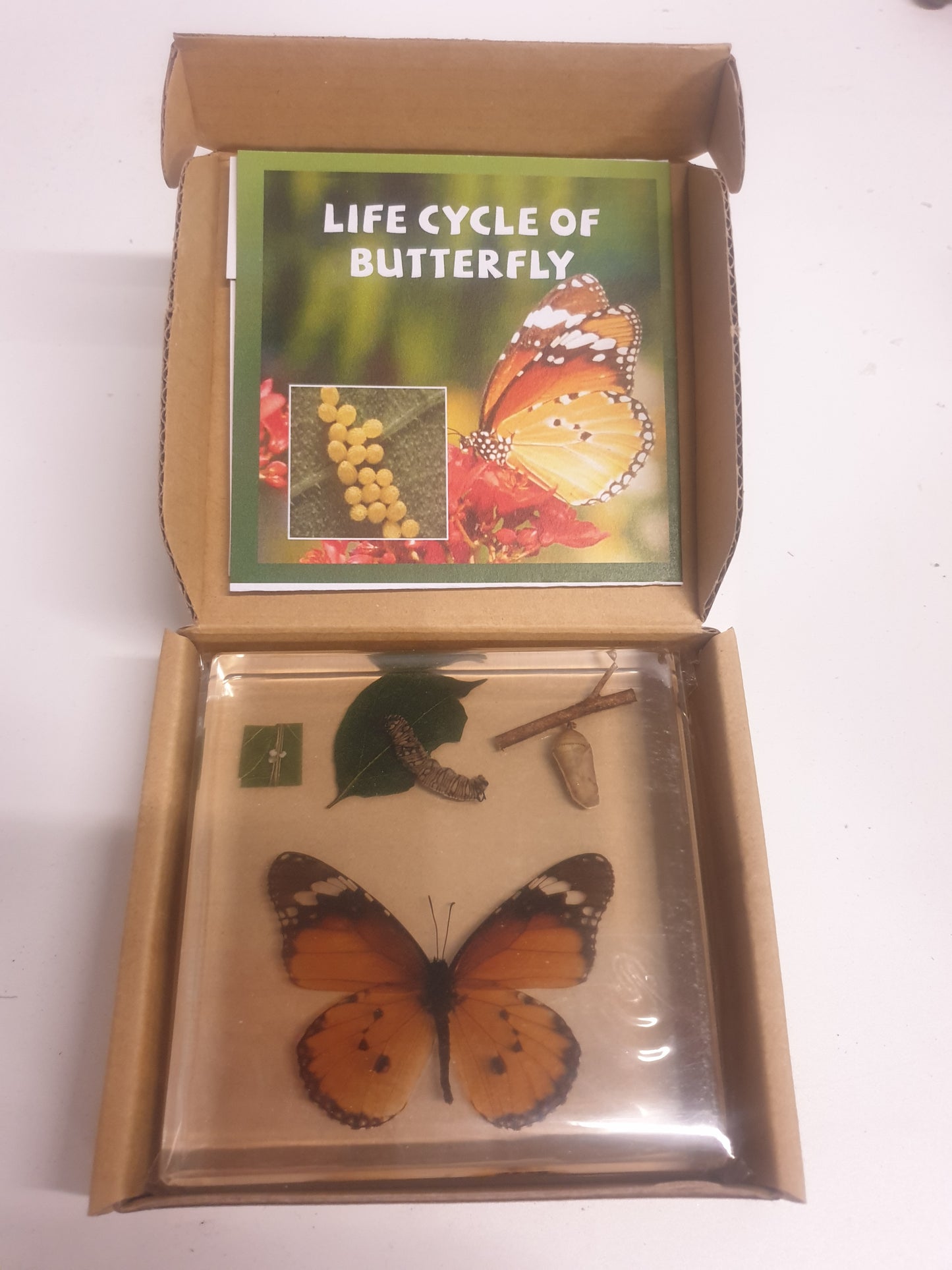 Butterfly Frog Plant Life Cycle Resin Epoxy Specimens Blocks for Kindergarten Stages of Seedling