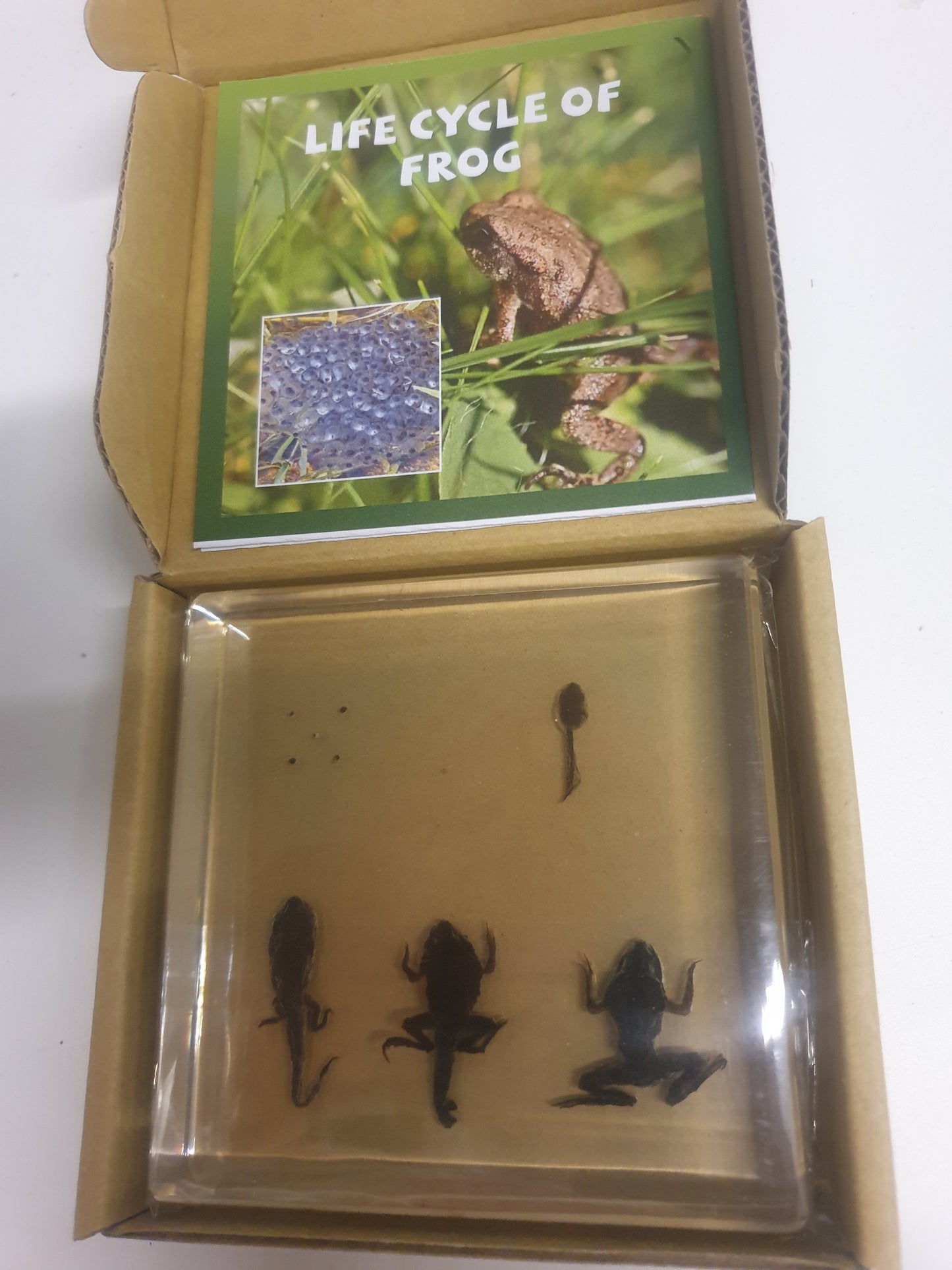 Butterfly Frog Plant Life Cycle Resin Epoxy Specimens Blocks for Kindergarten Stages of Seedling