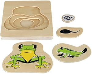 Montessori Frog Lifecycle Puzzle