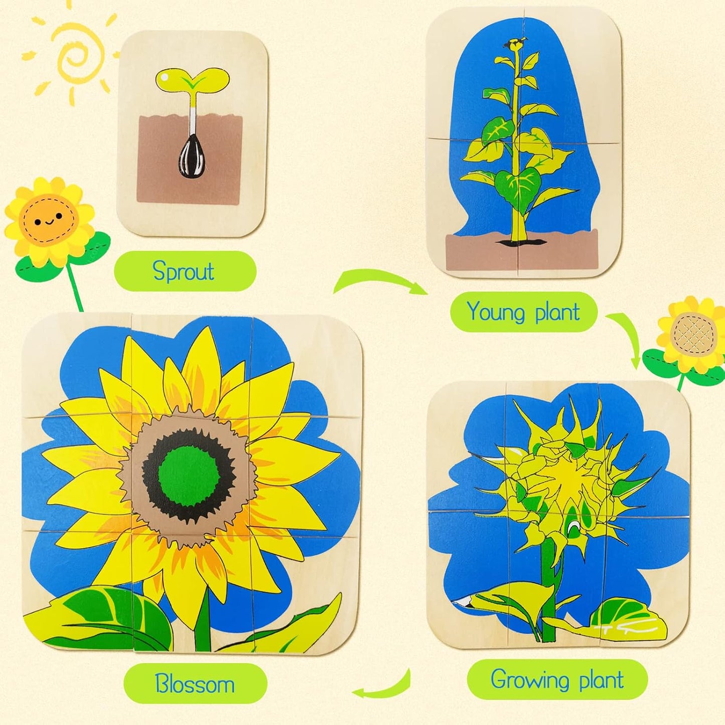 Montessori Sunflower Lifecycle Puzzle