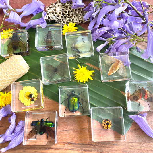 Flying Resin Epoxy Animals Insect Specimens For Children Real Animals! Montessori Kids Educational Materials