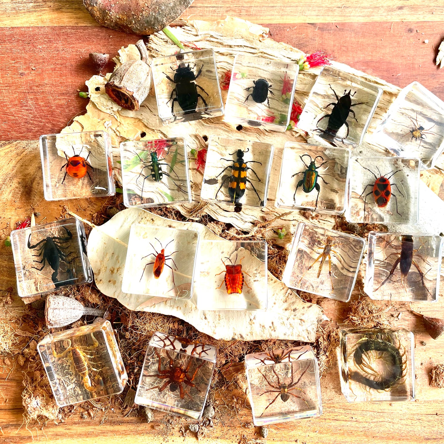 Crawling Animals Insects Bugs Resin Epoxy Blocks  Specimens Toy