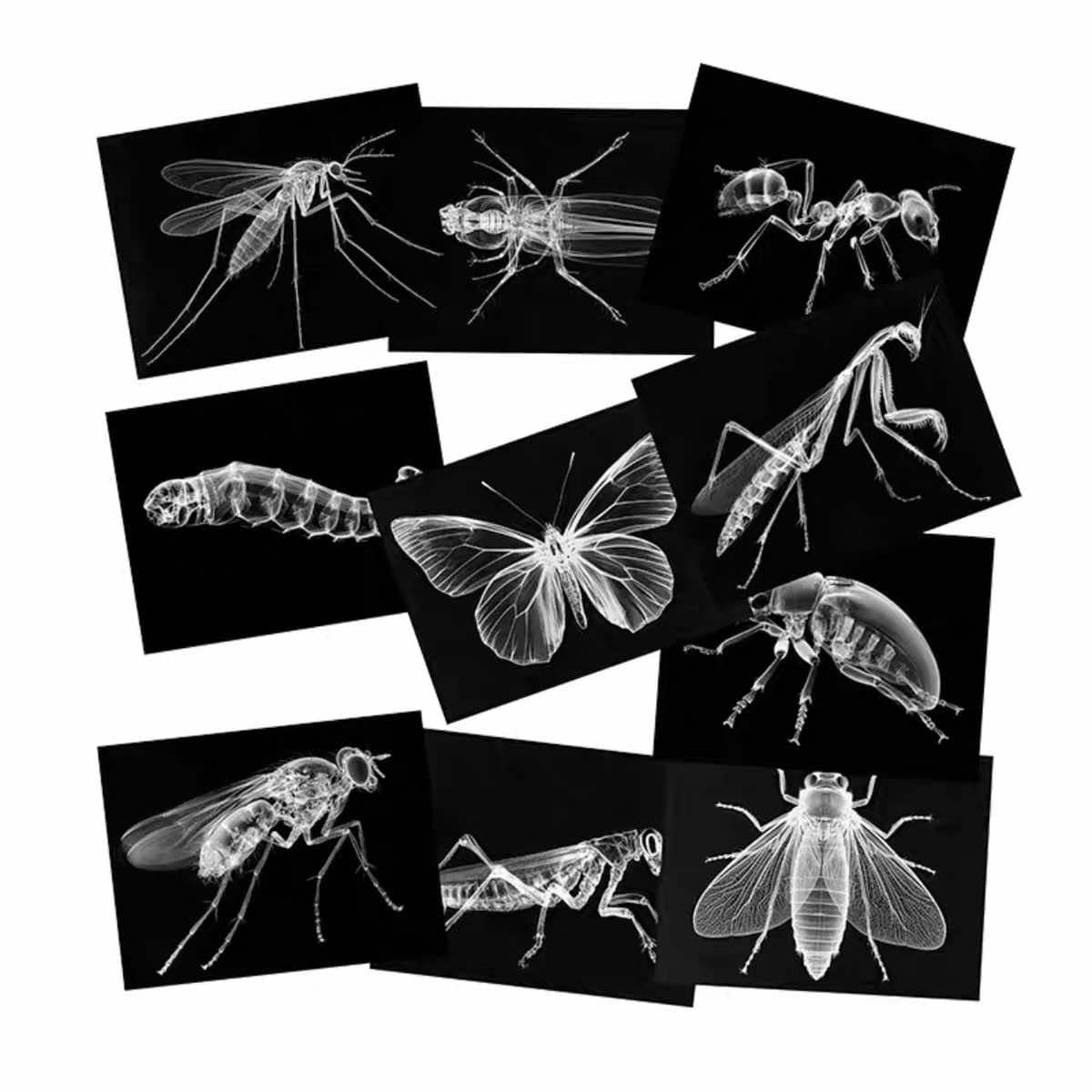 Educational Animal Human X Ray Images Animals Dinosaurs Insects  OR Anatomy Bone Picture Packs You Choose!