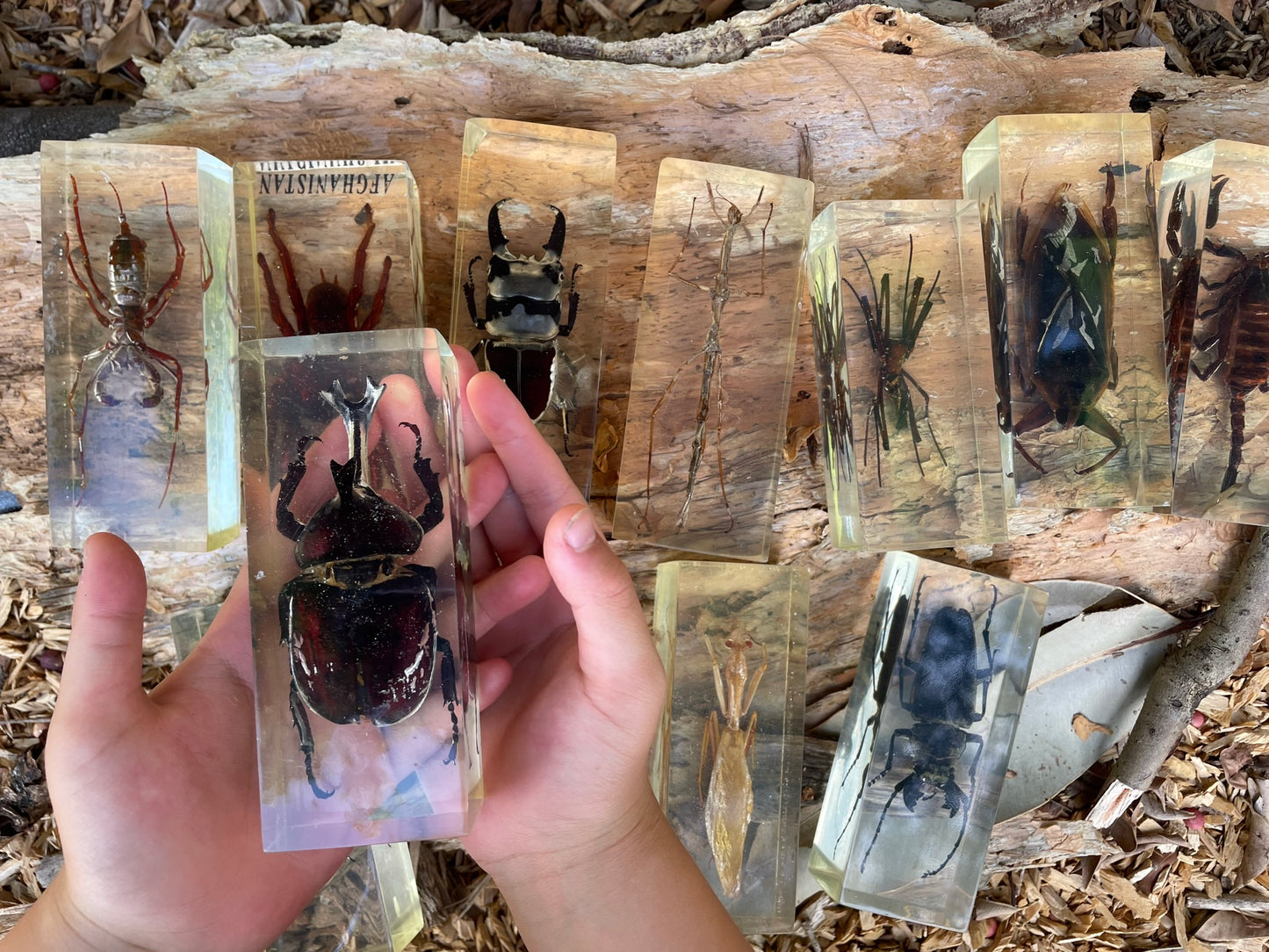 Jumbo Insect Specimen (factory second ) Bug Scorpion Spider Cicada Stag Beetle Giant Water Bug