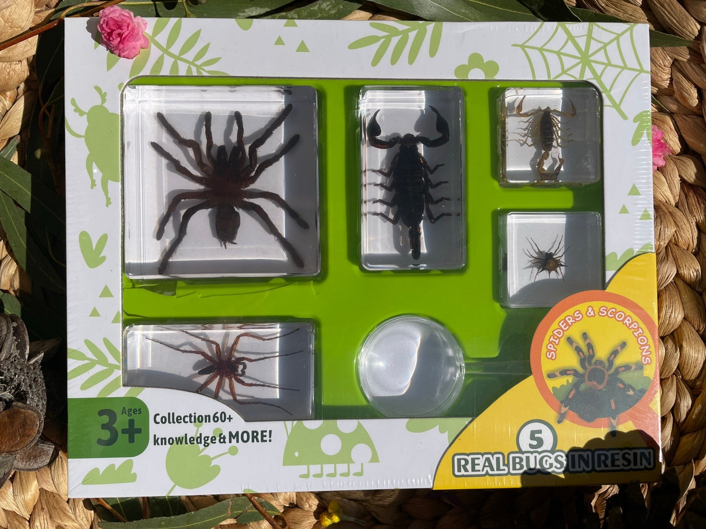 Spider Resin Epoxy Specimens 5 resins Tarantula Spiders and Scorpions GIFT Pack