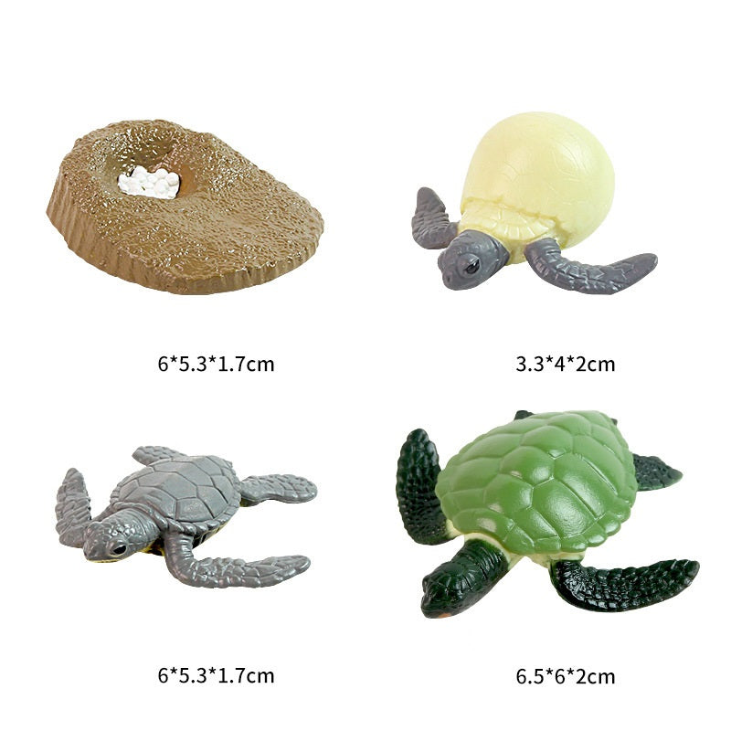 Turtle Life Cycle Toy Sea turtle Lifespan Life expectancy Model Figurines for Kindergarten