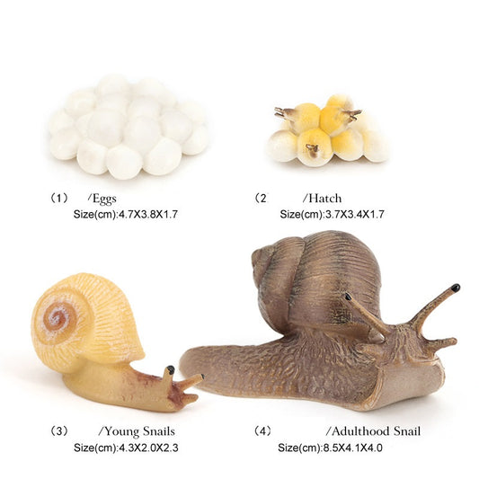 Snail Life Cycle Figurines Model Toy for Kindergarten SET of 4