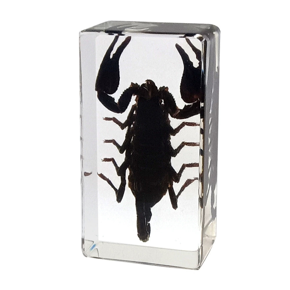 Crawling Animals Insects Bugs Resin Epoxy Blocks  Specimens Toy