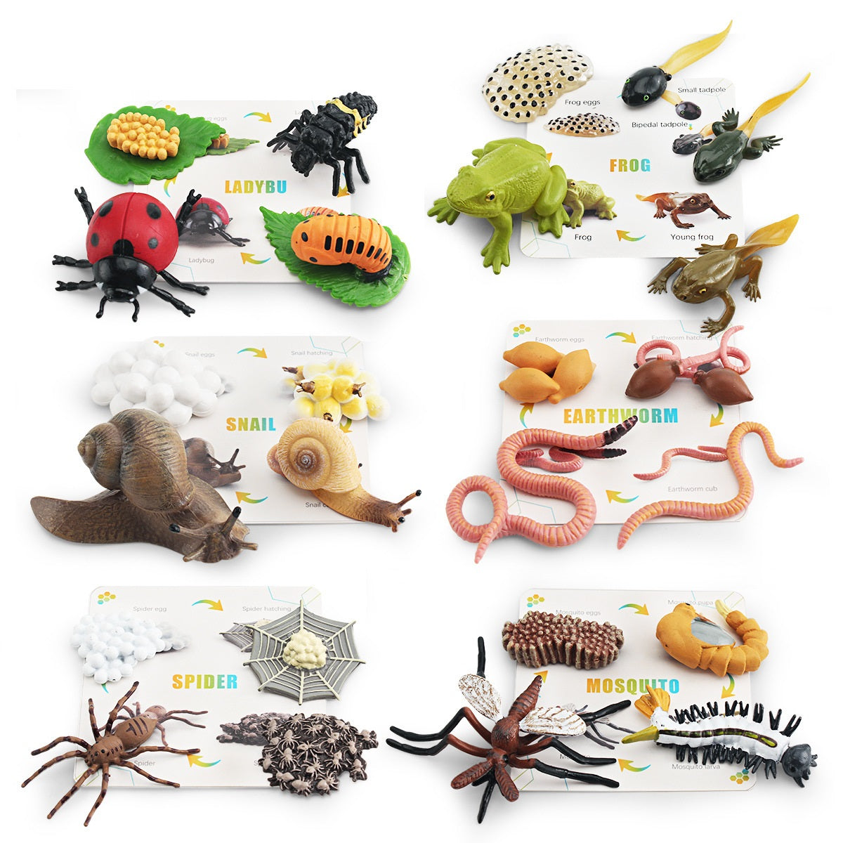 Animal Life Cycle Bundle Box B With Growth Cards