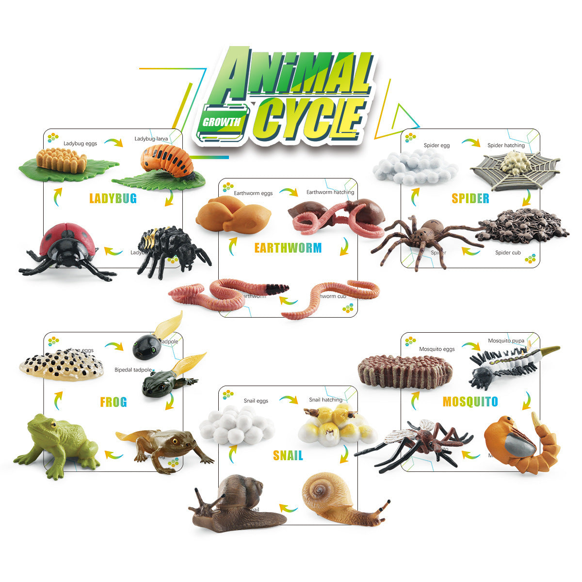 Animal Life Cycle Bundle Box B With Growth Cards