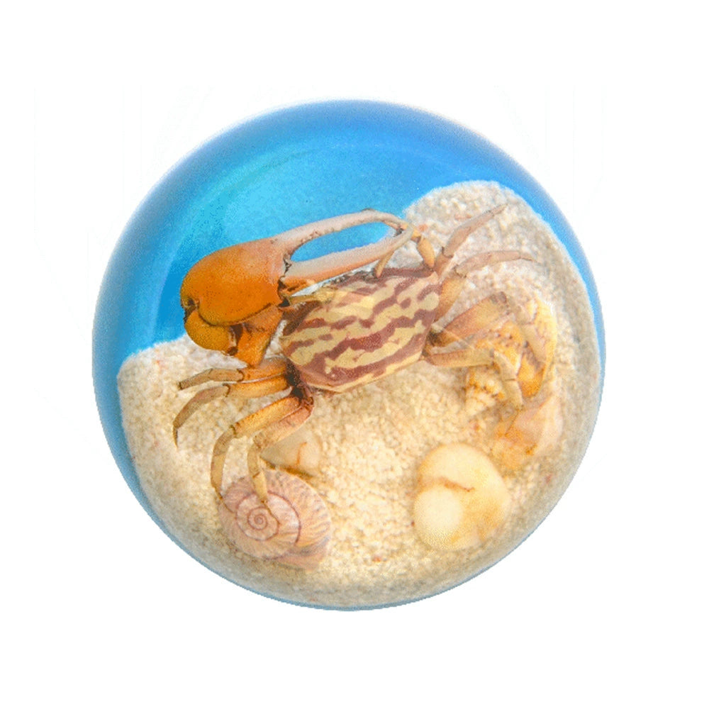 Butterfly Scorpion Spider Specimen Resin  Domes Insects Bugs  Circular Blocks Science Toy