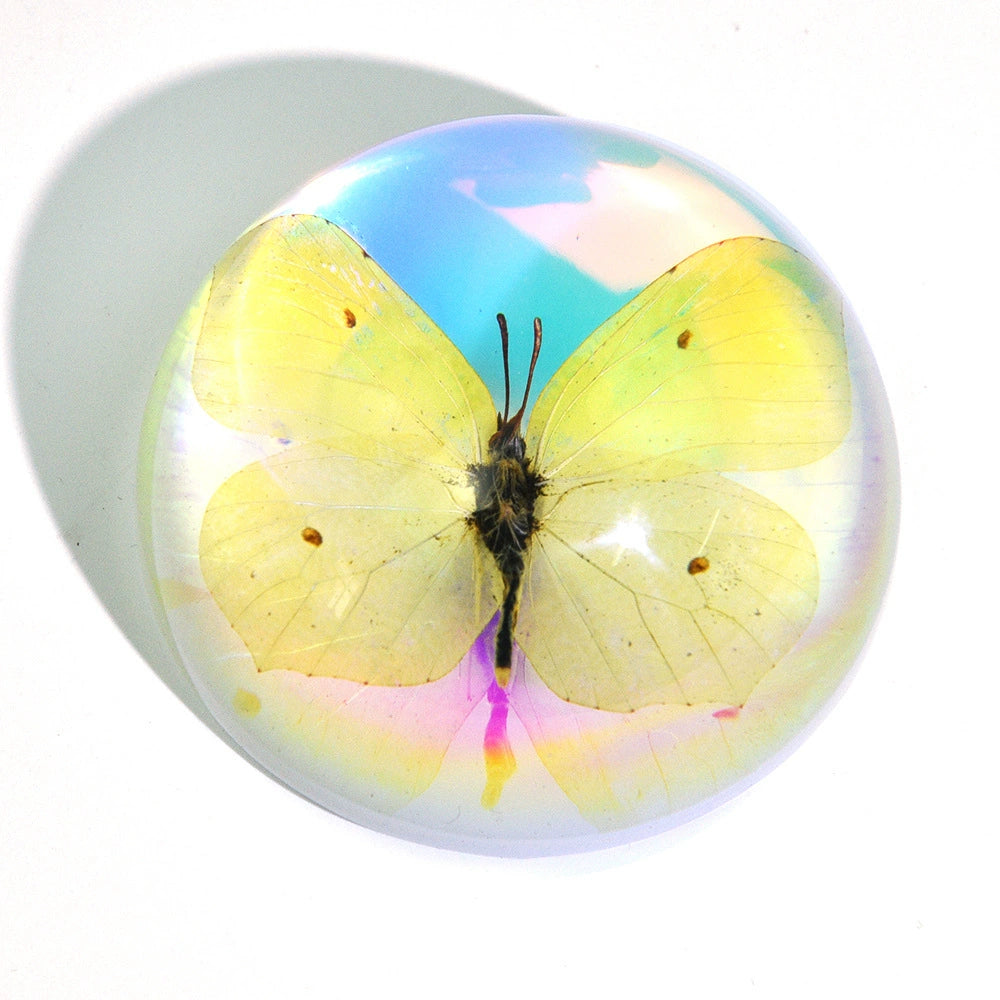 Butterfly Scorpion Spider Specimen Resin  Domes Insects Bugs  Circular Blocks Science Toy