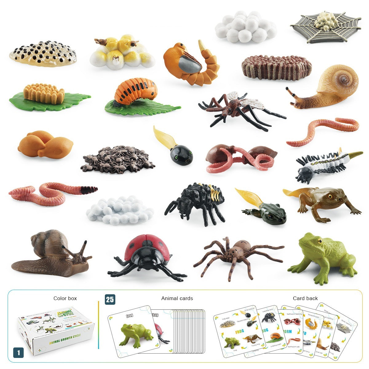 Animal Life Cycle Bundle Box B With Growth Cards