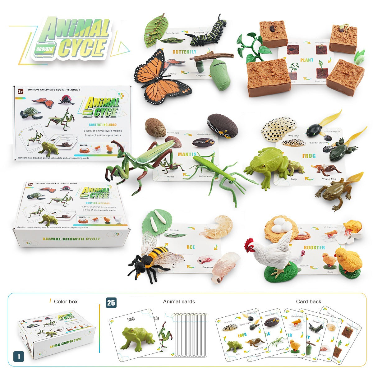 6 Animal Life Cycle Bundle Box A With Growth Cards