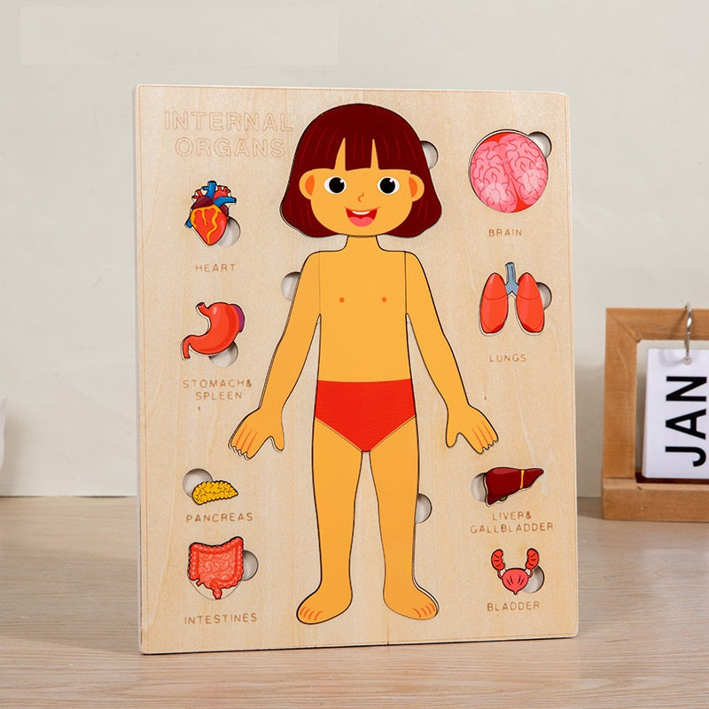 Human Anatomy Organs Learning Puzzle Board