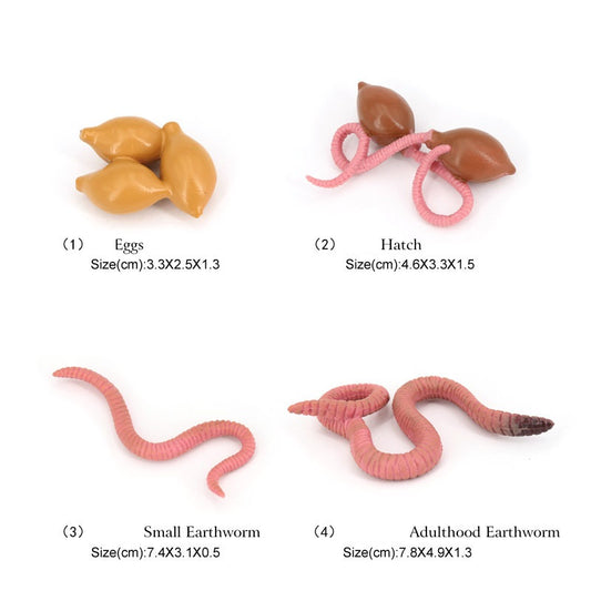 EarthWorm Life Cycle Figurines Model Toy for Kindergarten SET of 4