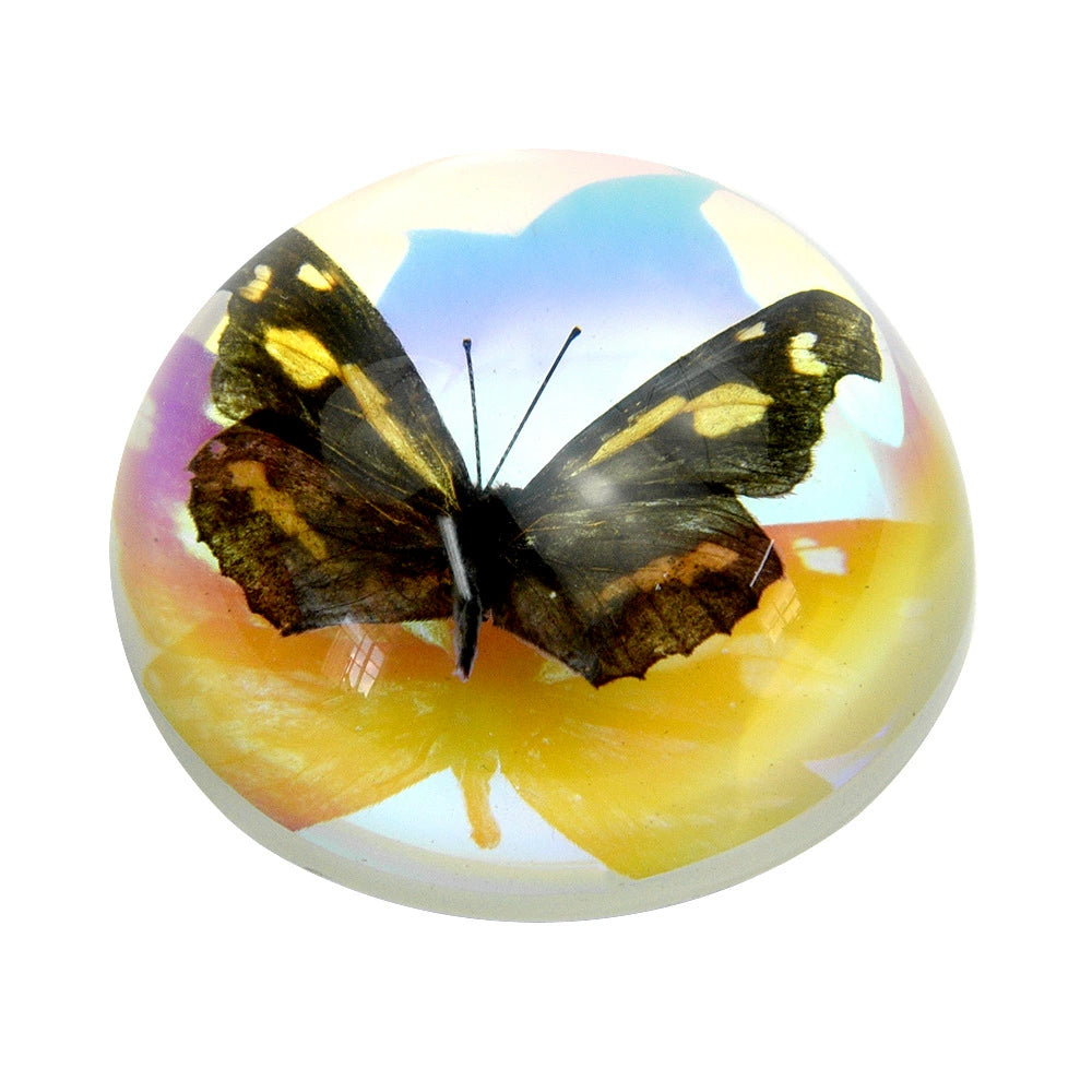 Butterfly Scorpion Spider Specimen Resin  Domes Insects Bugs  Circular Blocks Science Toy