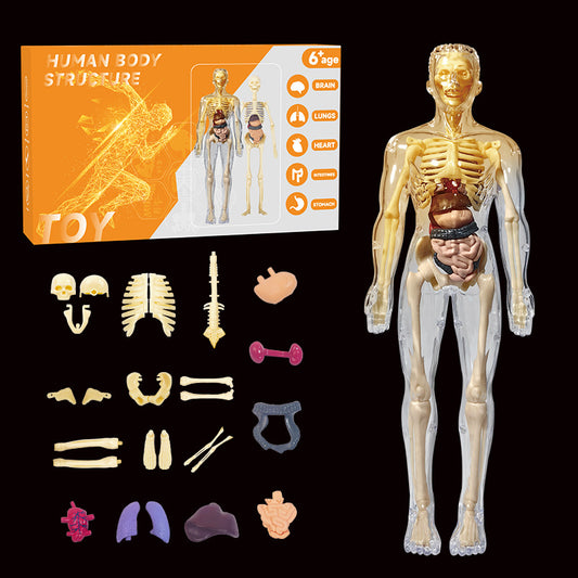 Human Anatomy Organs Toy Model STEM Various Styles