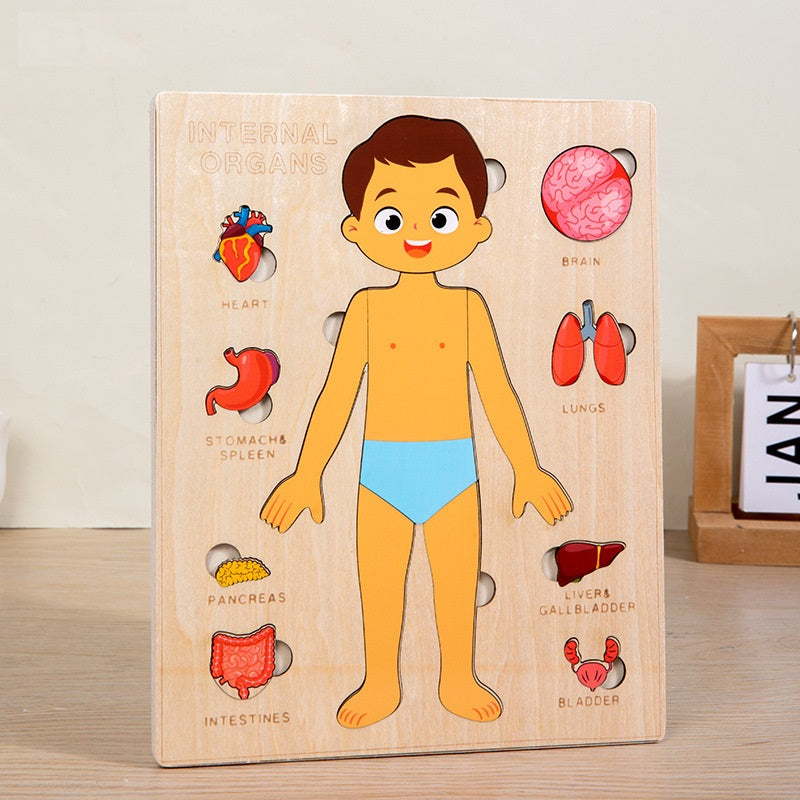 Human Anatomy Organs Learning Puzzle Board