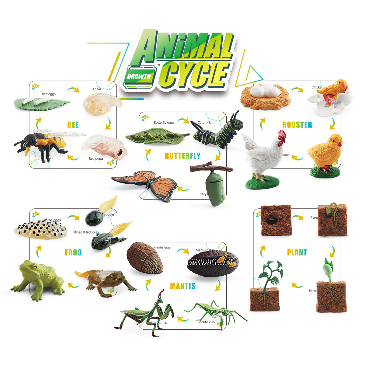 6 Animal Life Cycle Bundle Box A With Growth Cards