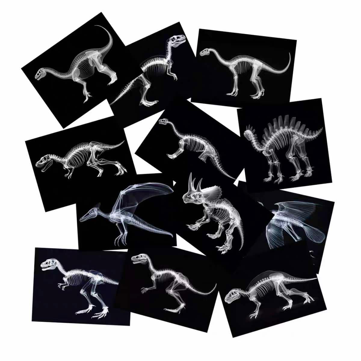 Educational Animal Human X Ray Images Animals Dinosaurs Insects  OR Anatomy Bone Picture Packs You Choose!