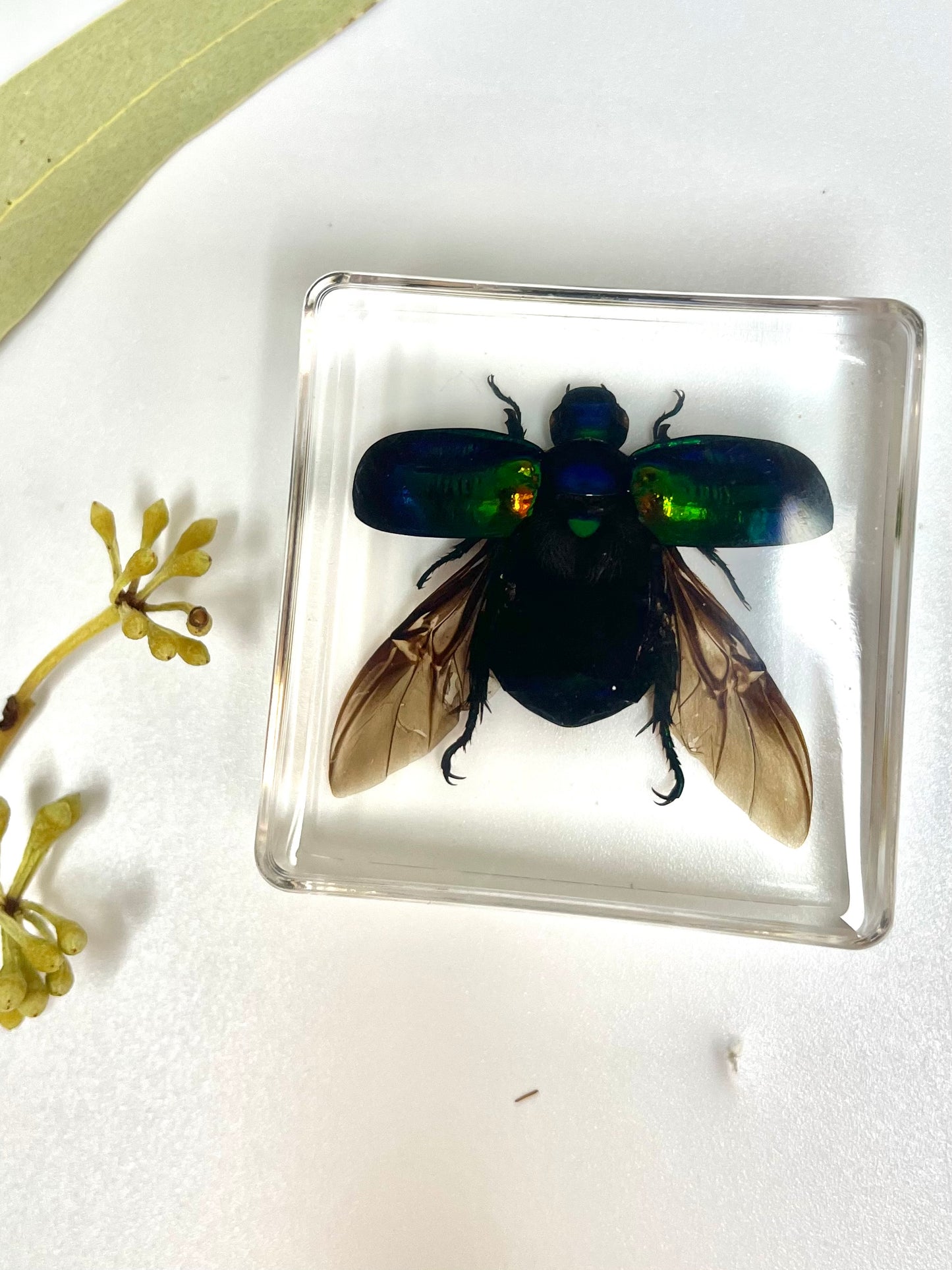 Flying Resin Epoxy Animals Insect Specimens For Children Real Animals! Montessori Kids Educational Materials