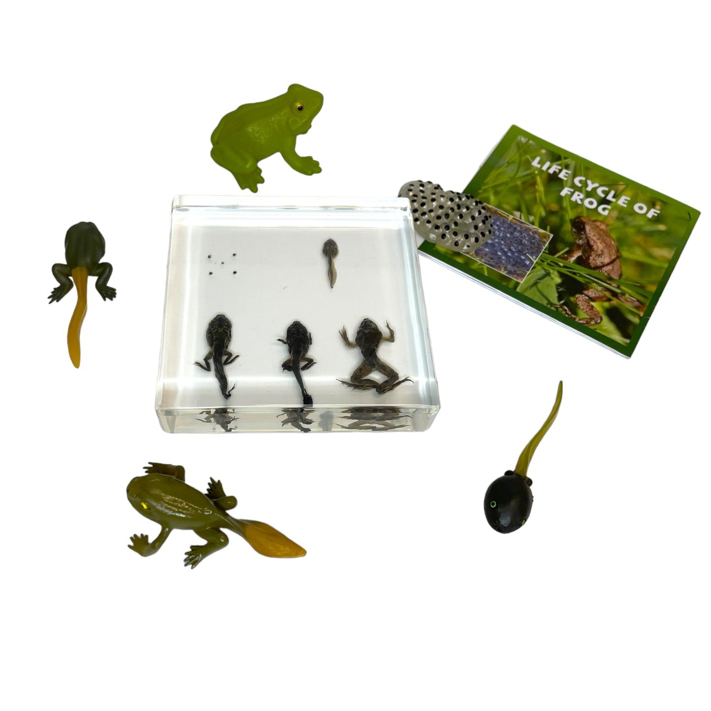 Butterfly Frog Plant Life Cycle Resin Epoxy Specimens Blocks for Kindergarten Stages of Seedling