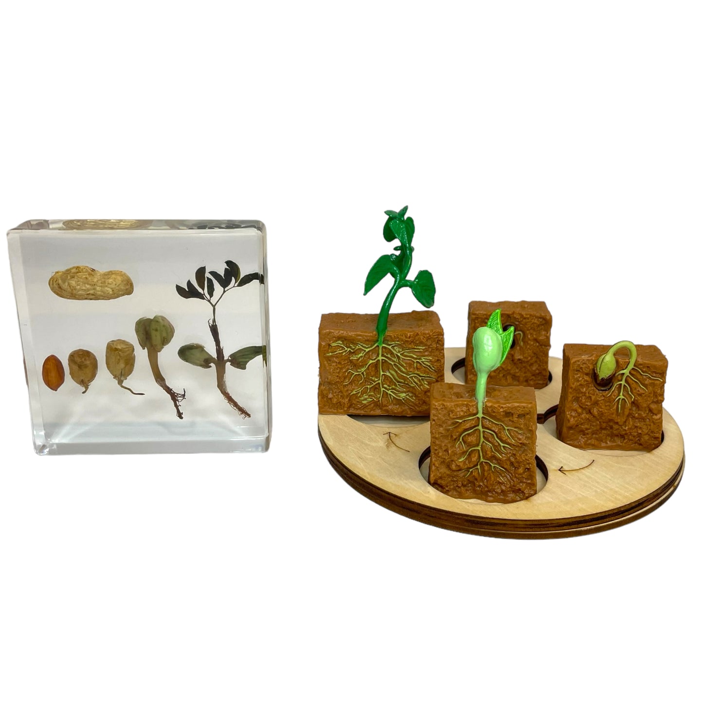 Butterfly Frog Plant Life Cycle Resin Epoxy Specimens Blocks for Kindergarten Stages of Seedling