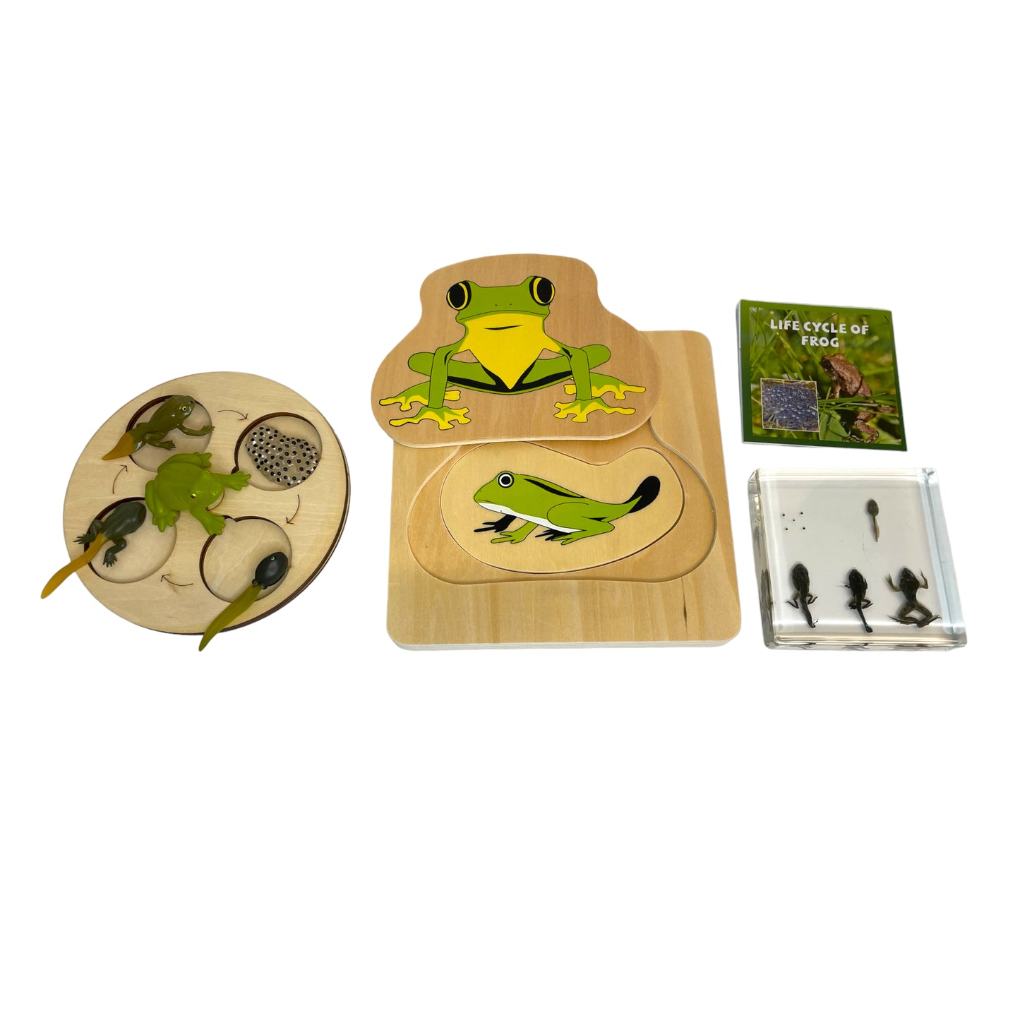 Butterfly Frog Plant Life Cycle Resin Epoxy Specimens Blocks for Kindergarten Stages of Seedling