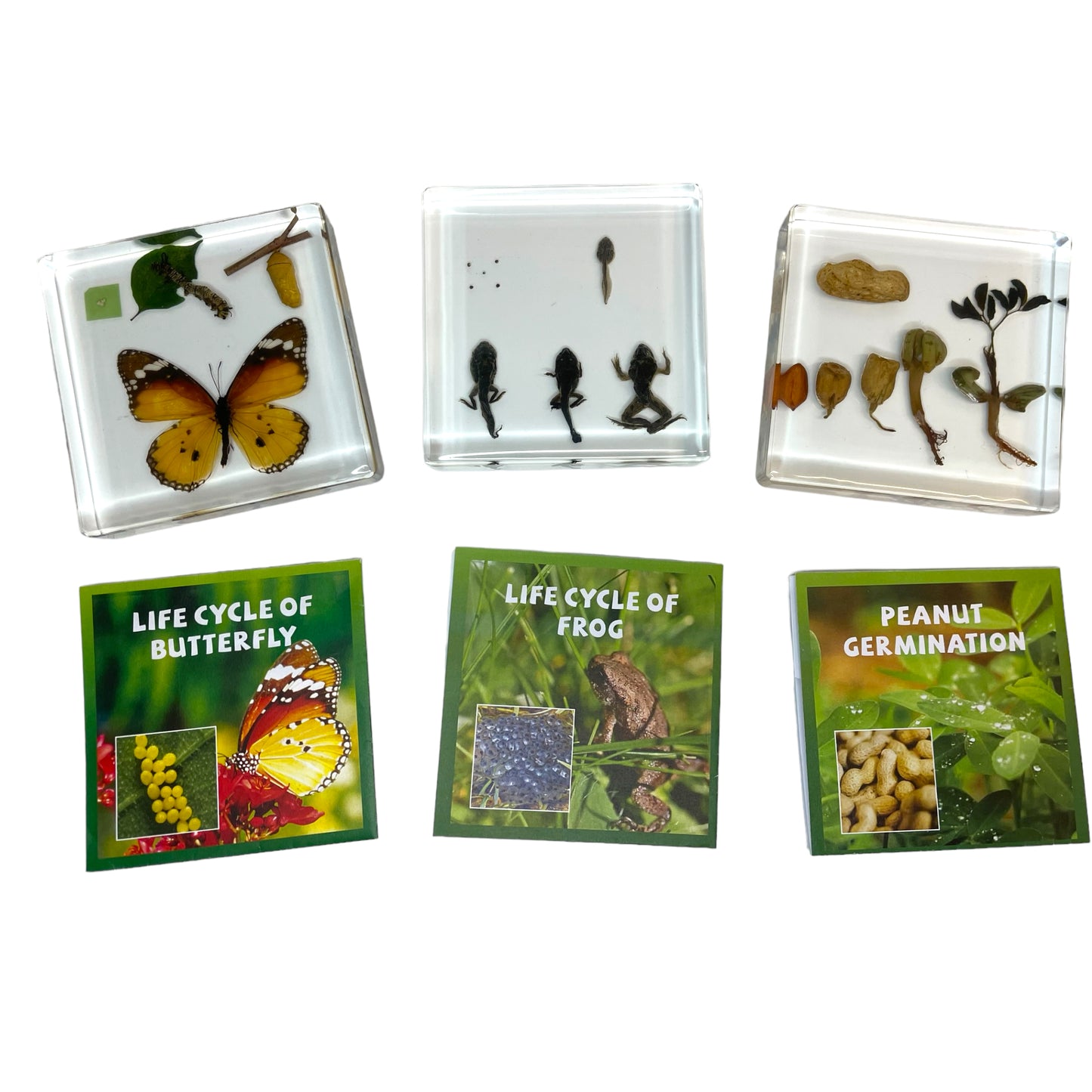 Butterfly Frog Plant Life Cycle Resin Epoxy Specimens Blocks for Kindergarten Stages of Seedling