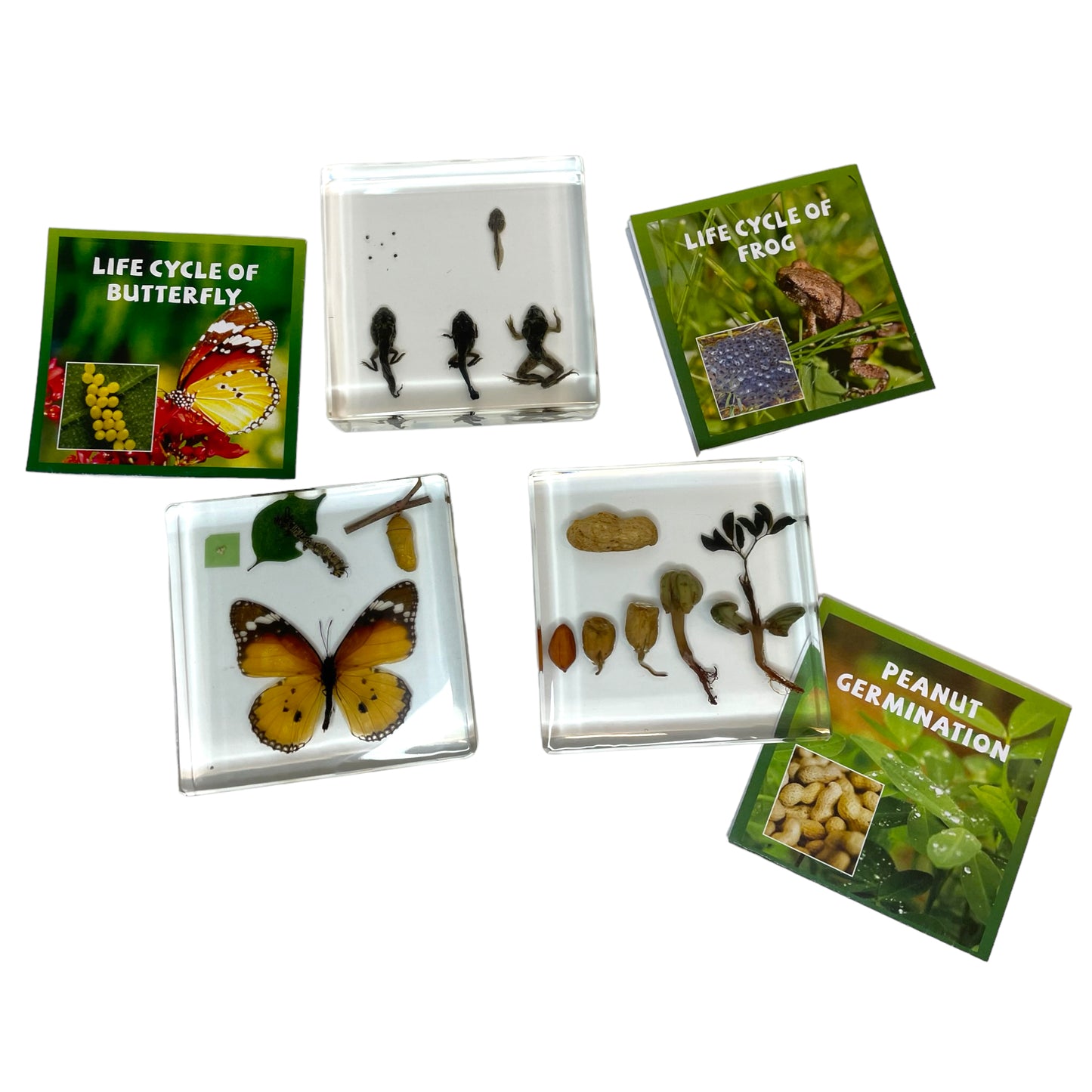 Butterfly Frog Plant Life Cycle Resin Epoxy Specimens Blocks for Kindergarten Stages of Seedling