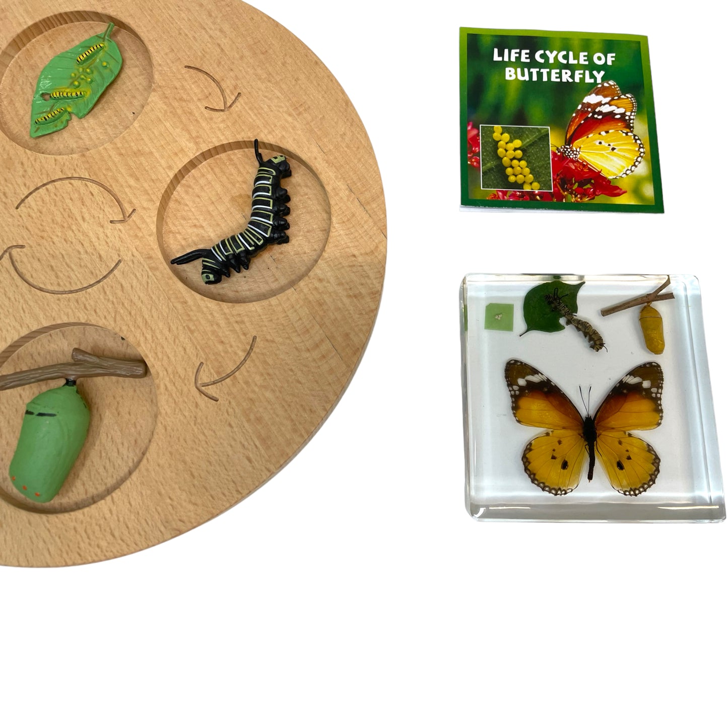 Butterfly Frog Plant Life Cycle Resin Epoxy Specimens Blocks for Kindergarten Stages of Seedling