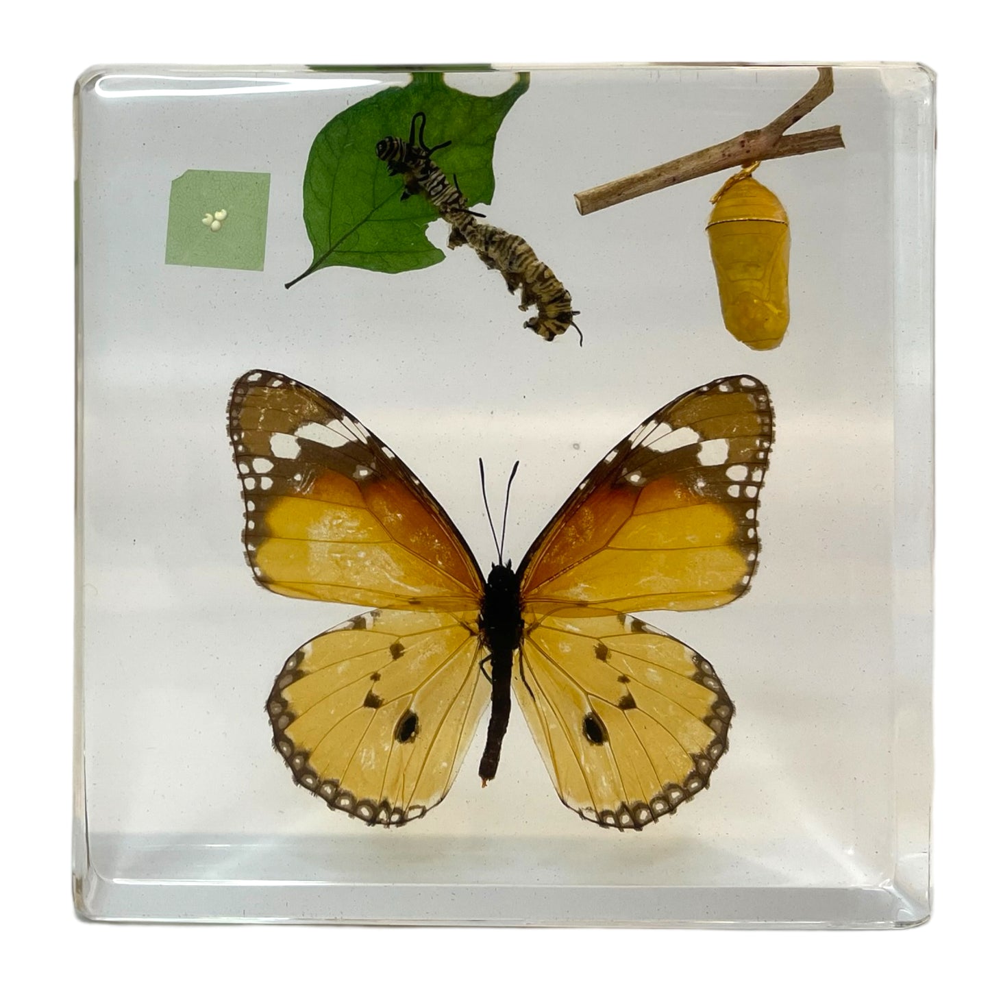 Butterfly Frog Plant Life Cycle Resin Epoxy Specimens Blocks for Kindergarten Stages of Seedling