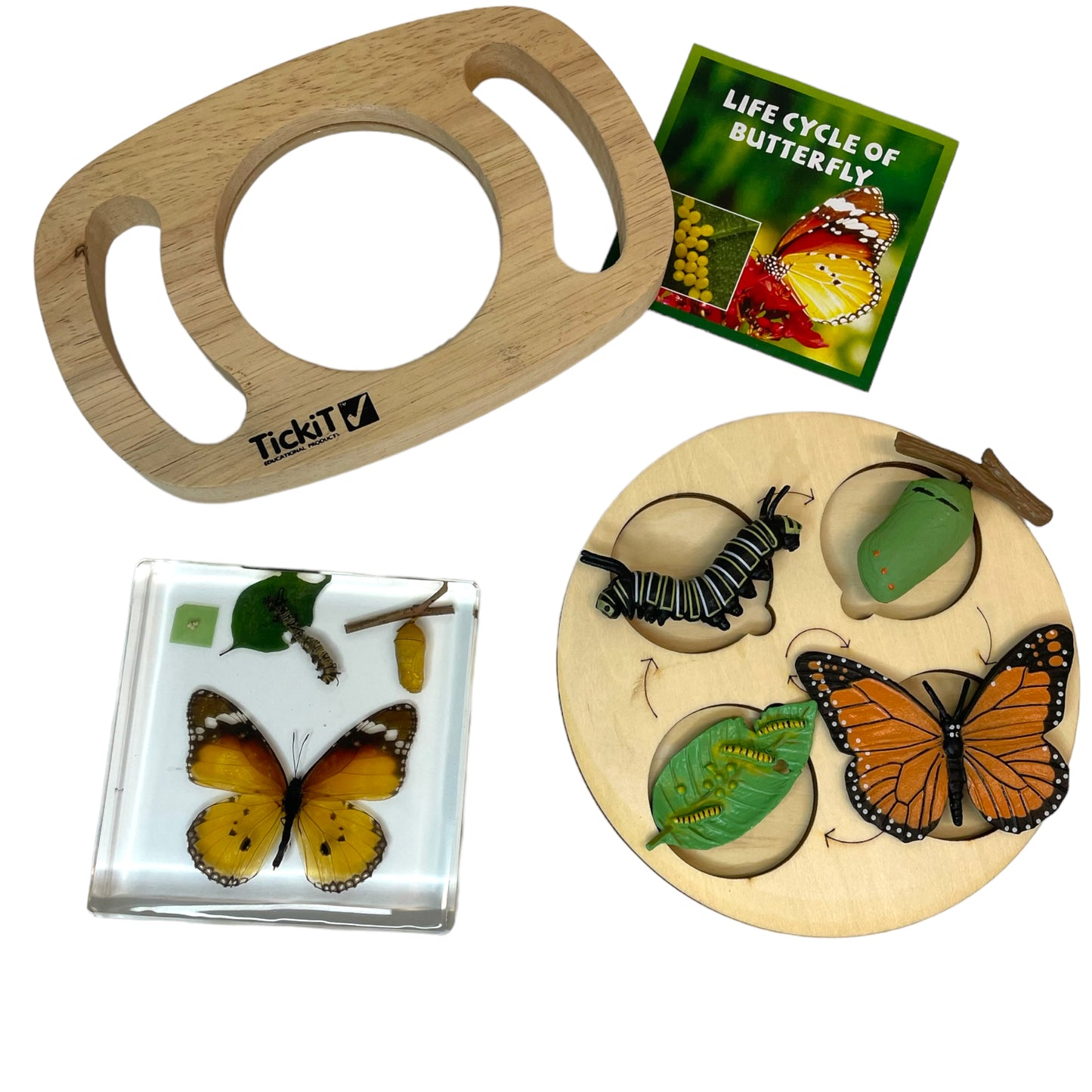 Butterfly Frog Plant Life Cycle Resin Epoxy Specimens Blocks for Kindergarten Stages of Seedling