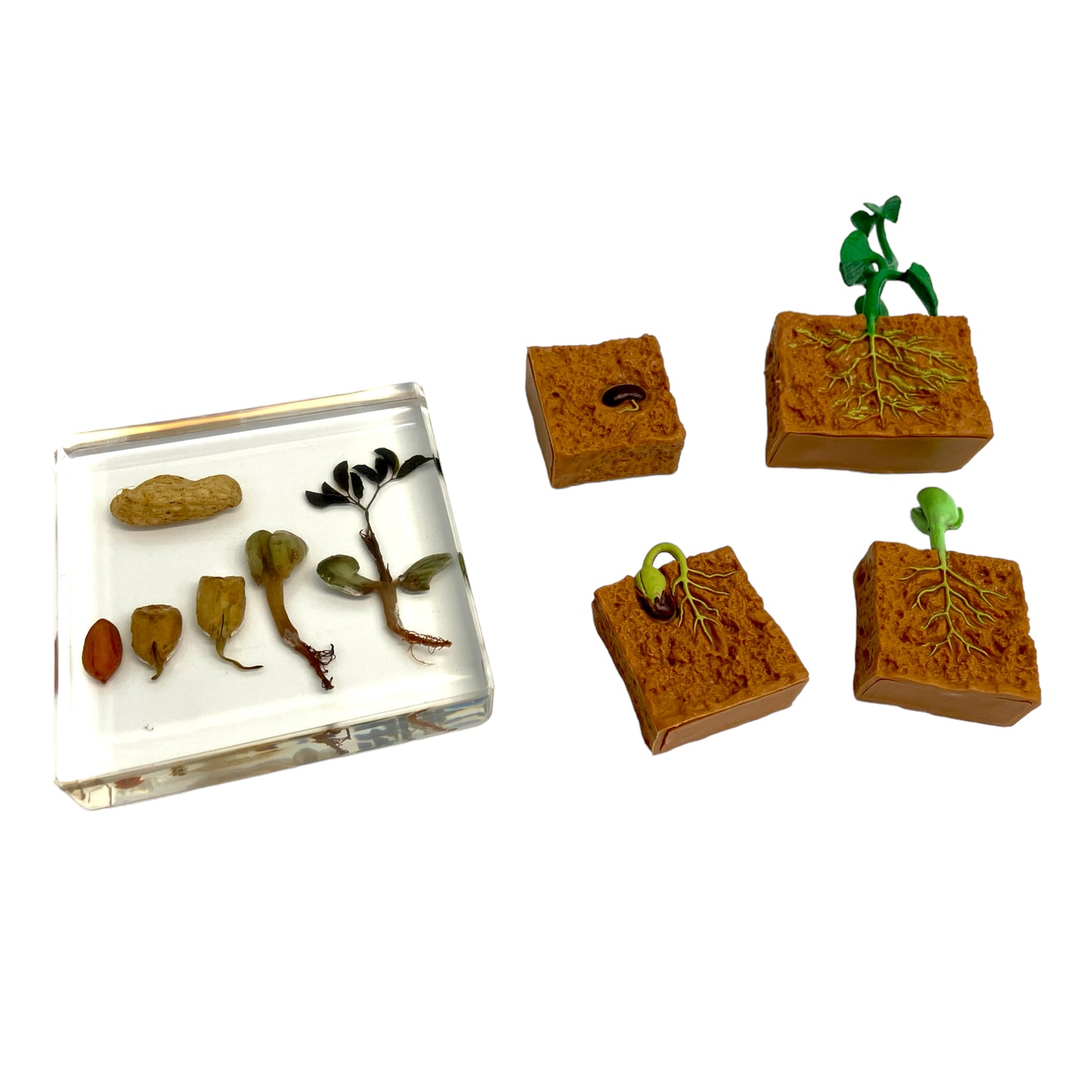 Butterfly Frog Plant Life Cycle Resin Epoxy Specimens Blocks for Kindergarten Stages of Seedling