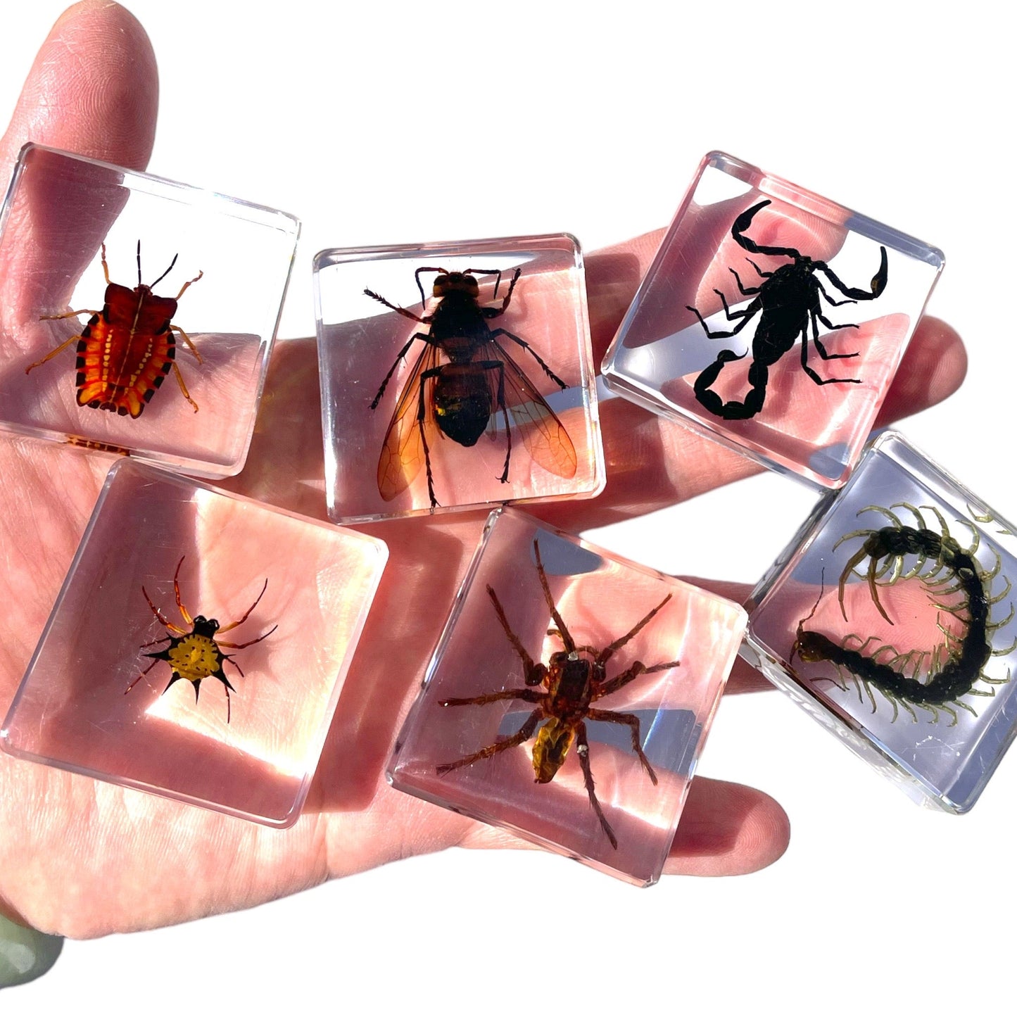 12 Real Bugs Insects Resin Blocks Animal Specimens Epoxy Butterfly Bee Spider Gift Set Collection Customize your 12!