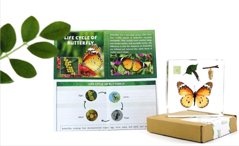 Butterfly Frog Plant Life Cycle Resin Epoxy Specimens Blocks for Kindergarten Stages of Seedling