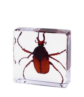 Crawling Animals Insects Bugs Resin Epoxy Blocks  Specimens Toy