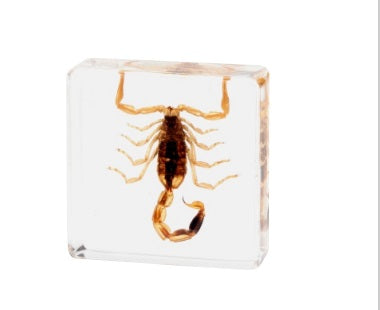 Crawling Animals Insects Bugs Resin Epoxy Blocks  Specimens Toy