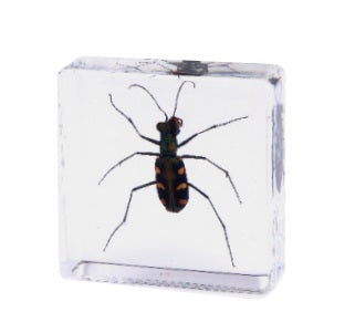 Crawling Animals Insects Bugs Resin Epoxy Blocks  Specimens Toy