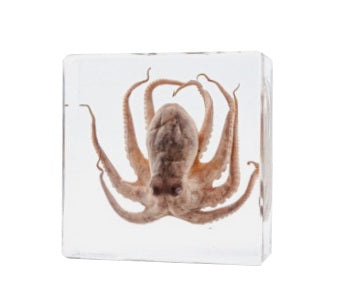 Jumbo Insect Animal Spider Scorpion Tarantula Beetle Butterfly Turtle Octopus Resin Epoxy Specimen Block