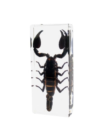 Jumbo Insect Animal Spider Scorpion Tarantula Beetle Butterfly Turtle Octopus Resin Epoxy Specimen Block