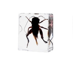 Crawling Animals Insects Bugs Resin Epoxy Blocks  Specimens Toy