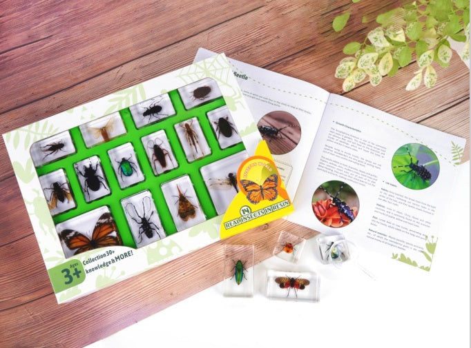 Animals Insect Resin Epoxy Specimens 14 Various Species of Insects Large GIFT pack With Guide Book and Magnifying Glass