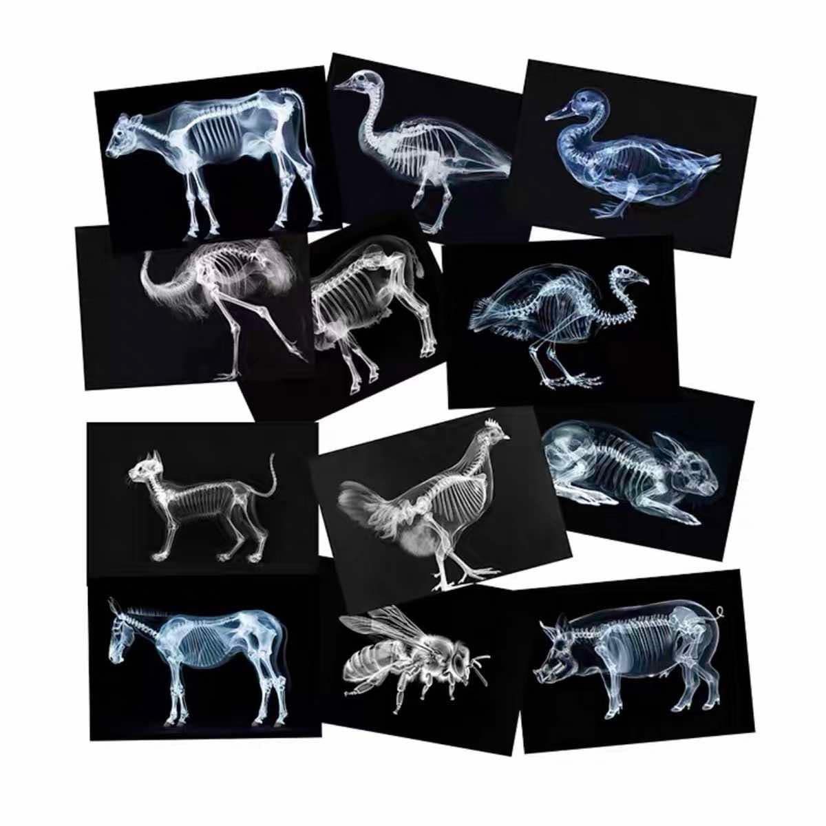 Educational Animal Human X Ray Images Animals Dinosaurs Insects  OR Anatomy Bone Picture Packs You Choose!