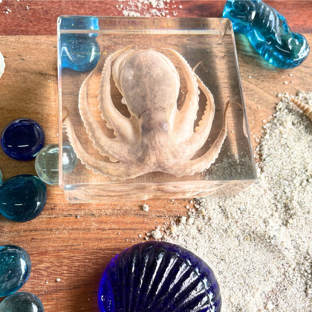 Marine Animal Crab Turtle Octopus Resin Epoxy Specimen Block