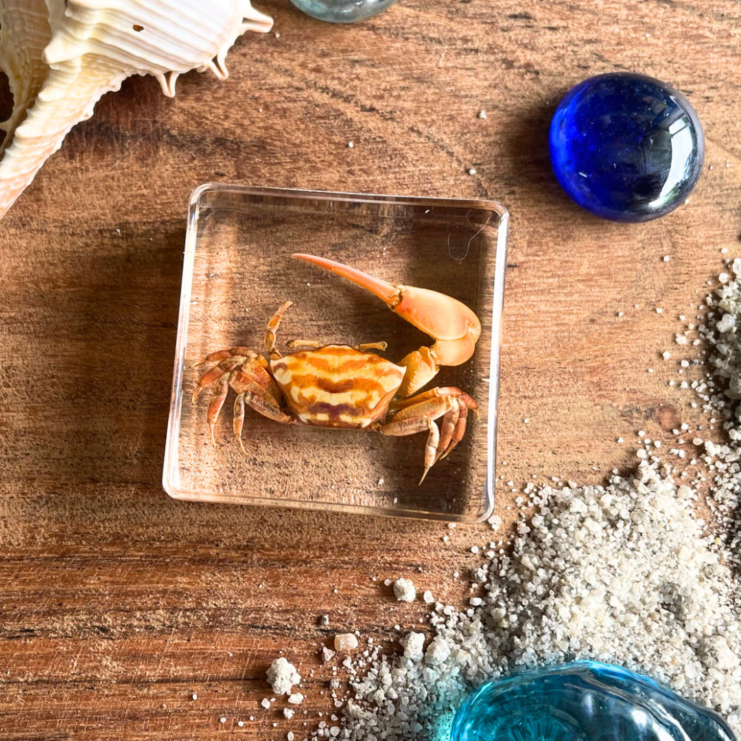 Marine Animal Crab Turtle Octopus Resin Epoxy Specimen Block